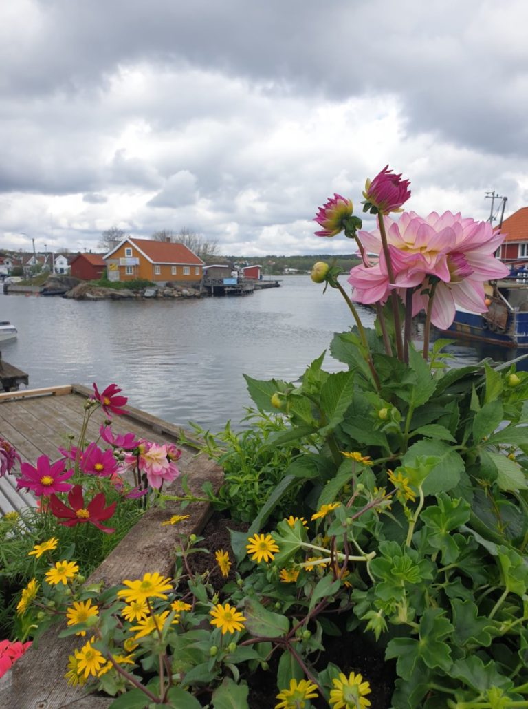 Blomterkassene på brygga pryder utsikten i Nevlunghavn