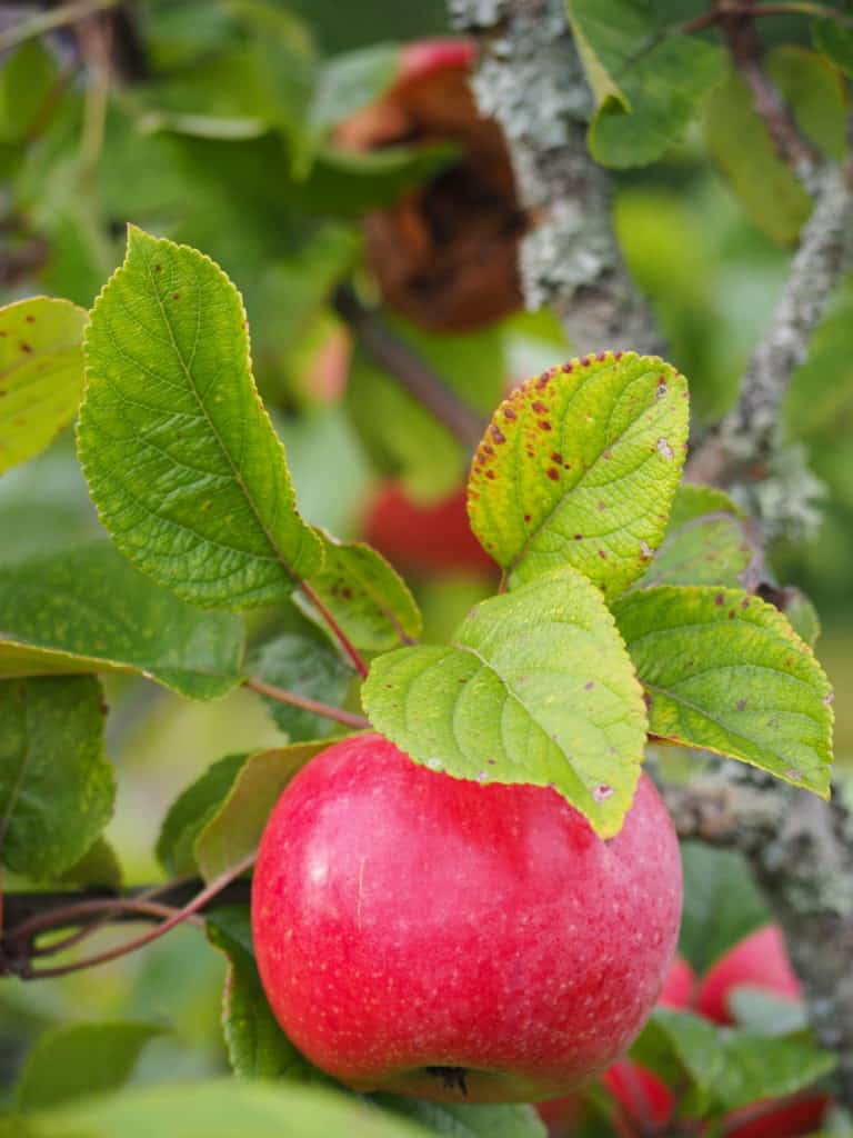 Fra eple til gløgg med epler fra den lille lokale forhandleren Kryssgaarden i Brunlanes