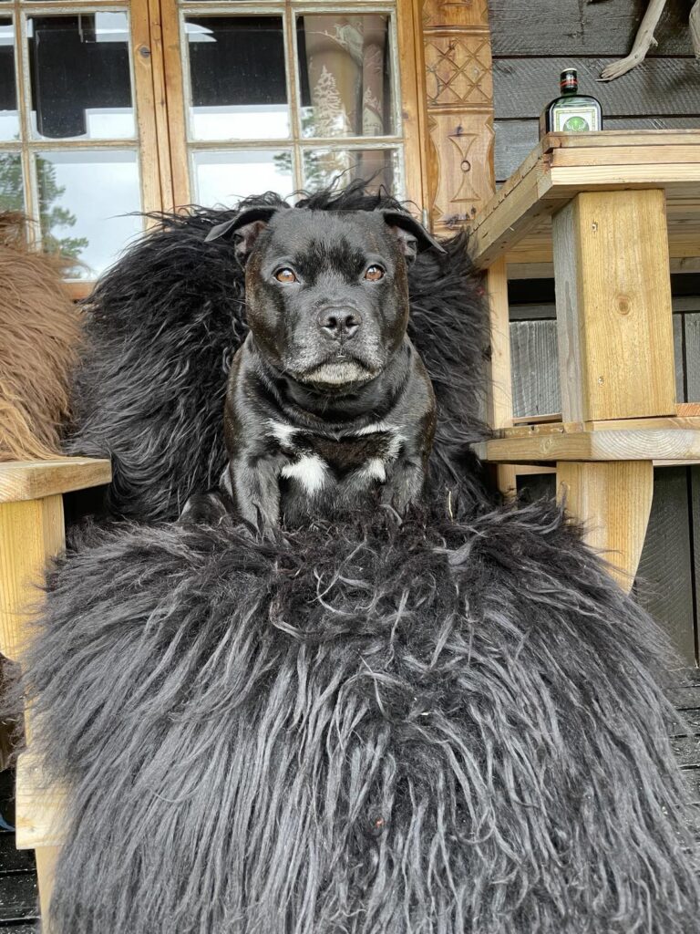 Cito trøstens familiehund 