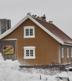 Måkene holder vakt fra taket til Rekefabrikken i Nevlunghavn